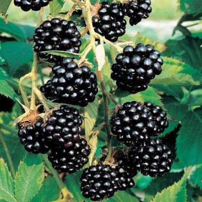 Ежевика обыкновенная «Блэк Сатин»
