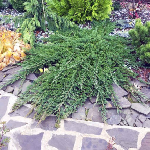 Можжевельник «Принц Уэльский»