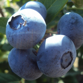 Голубика «Торо»