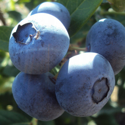 Голубика «Торо»