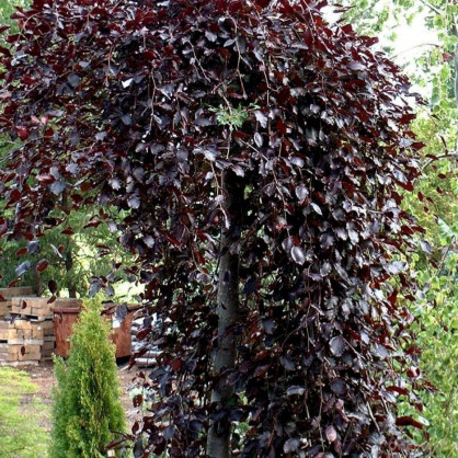 Береза краснолистная