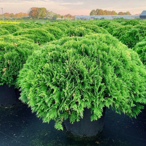 Туя западная «Даника»