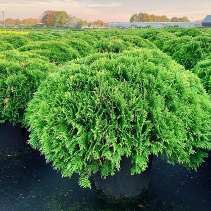 Туя западная «Даника»