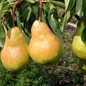 Груша «Дюшес»