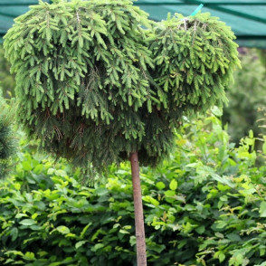 Ель обыкновенная "Форманёк" на штамбе