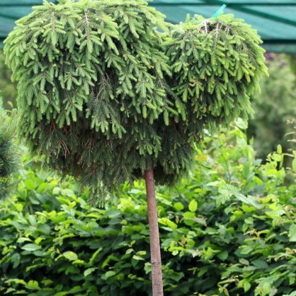 Ель обыкновенная "Форманёк" на штамбе