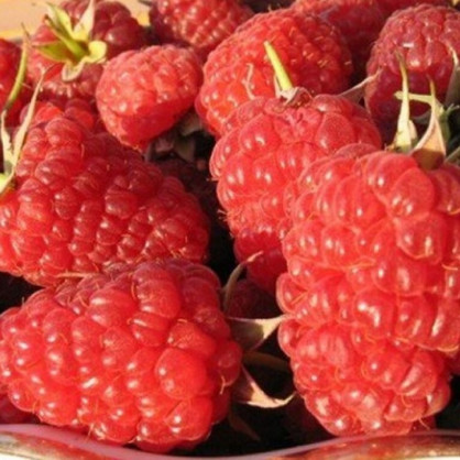 Малина «Шапка мономаха»