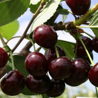 Черешня «Хуторянка»