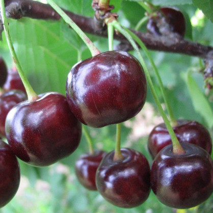 Вишня «Ночка»