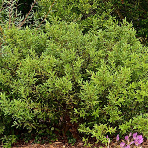 Ива тонкостолбиковая «Меланостахис» на штамбе