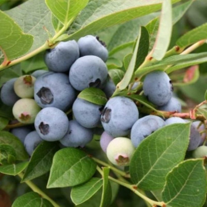 Голубика «Бригитта»