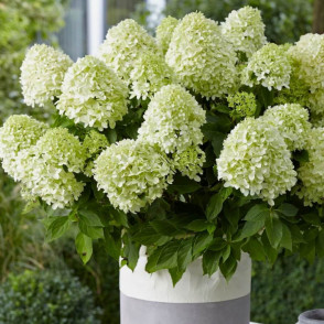 Гортензия метельчатая «Литтл Спуки»