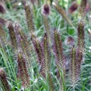 Пеннисетум «Полс Джиант»