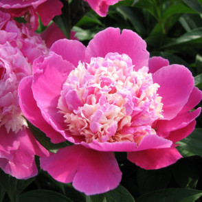 Пион «Кора Стабс»