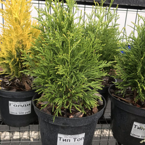 Туя западная «Тип Топ»