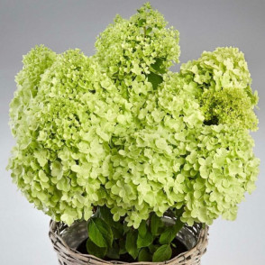 Гортензия метельчатая «Пандора»