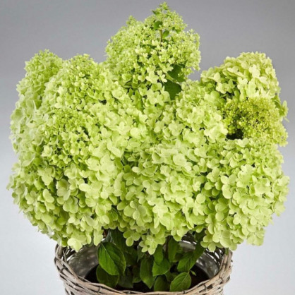 Гортензия «Пандора»