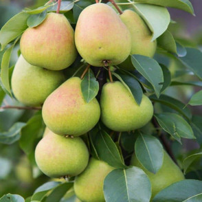 Груша «Чижовская»