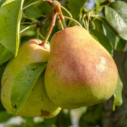 Груша «Осенняя Яковлева»