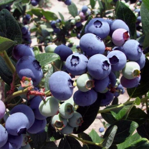 Голубика «Джерси»