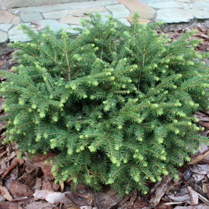 Ель обыкновенная «Нидиформис»