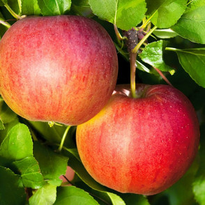 Яблоня колоновидная «Валюта»