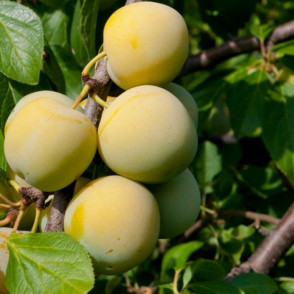 Слива «Ренклод ранний»