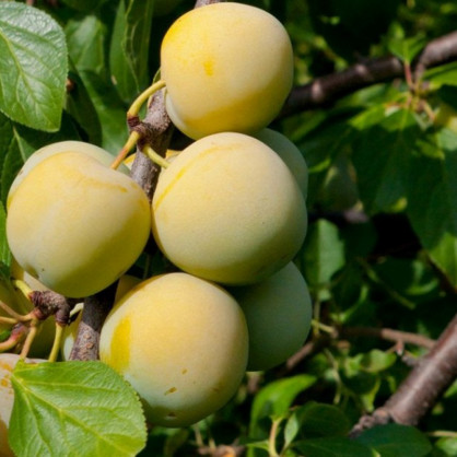 Слива «Ренклод ранний»