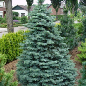 Пихта Виолацея