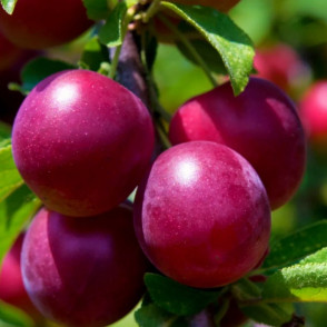 Алыча «Найдена»