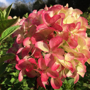 Гортензия метельчатая «Граффити»