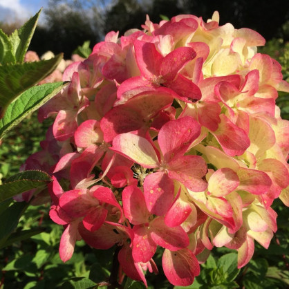 Гортензия «Граффити»