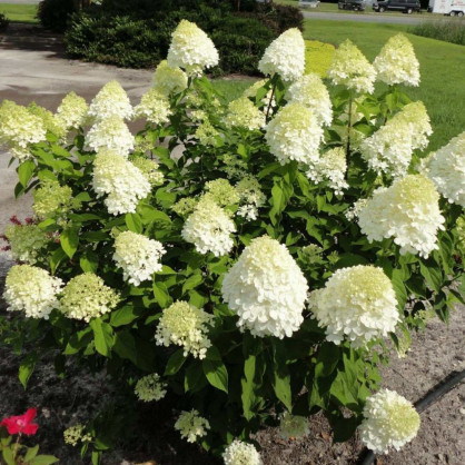 Гортензия «Лайм Лайт»