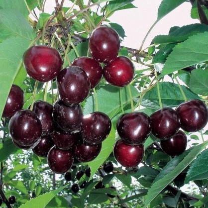 Вишня «Харитоновская»