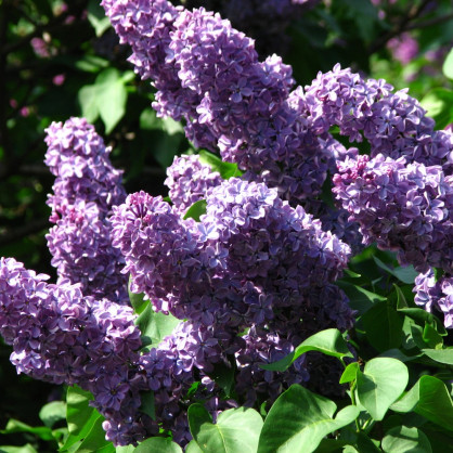 Сирень «Юность»