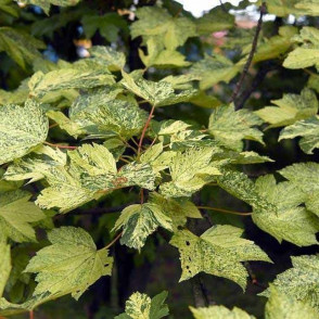 Клен «Леопольди» на штамбе