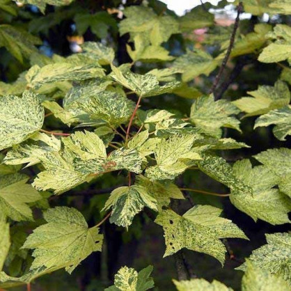 Клен «Леопольди» на штамбе