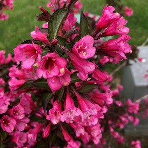 Вейгела «Танго»