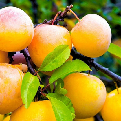 Алыча «Подарок Санкт-Петербургу»