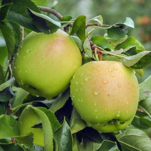 Груша «Голден Чемпион»