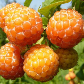 Малина «Абрикосовая»