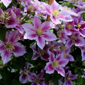Клематис «Пиилу»
