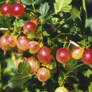 Крыжовник «Юбиляр»