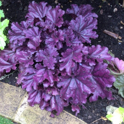 Гейхера гибридная «Frosted Violet»