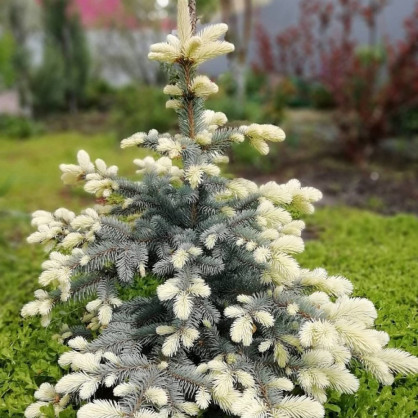 Ель колючая "Биалобок" (Bialobok)