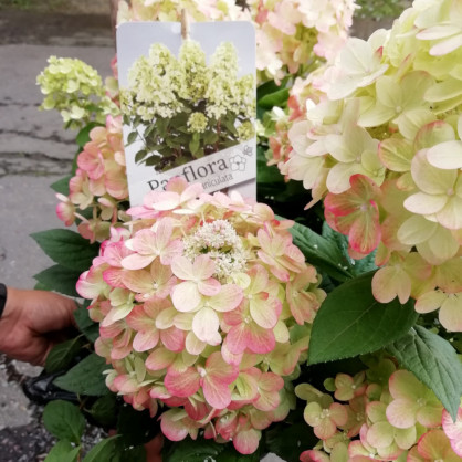 Гортензия «Панфлора»
