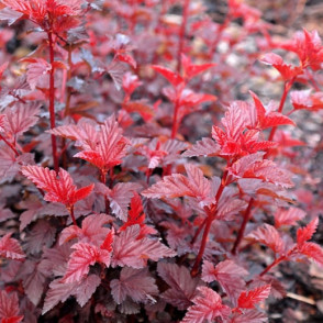 Пузыреплодник «Леди Ин Ред»