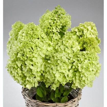 Гортензия «Пандрия»