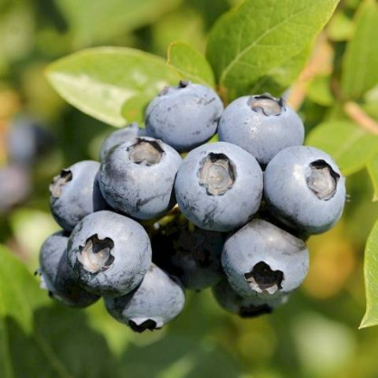 Голубика «Норд Блю»