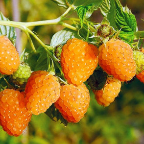 Малина «Золотые купола»